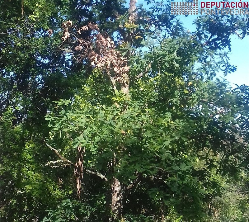 Insectos madeira >> As follas secas quedan na arbore un tempo antes de cair.jpg